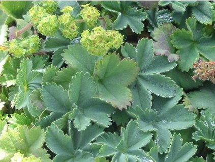 Alchemilka - Alchemilla epipsila