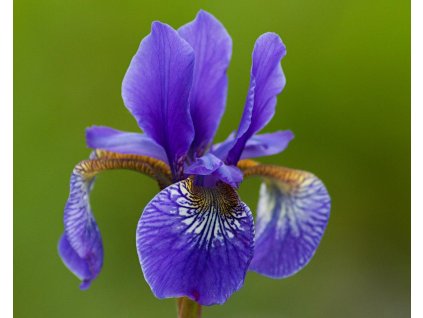 Kosatec sibírsky 'Caesar's Brother' - Iris sibirica 'Caesar's Brother'