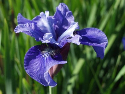 Kosatec sibírsky 'Ego' - Iris sibirica 'Ego'