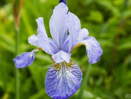 Kosatec sibírsky 'Tamberg' - Iris sibirica 'Tamberg'