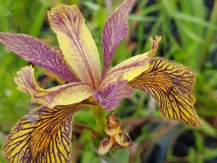 Kosatec žltý 'Holden Clough'- Iris pseudacorus 'Holden Clough'