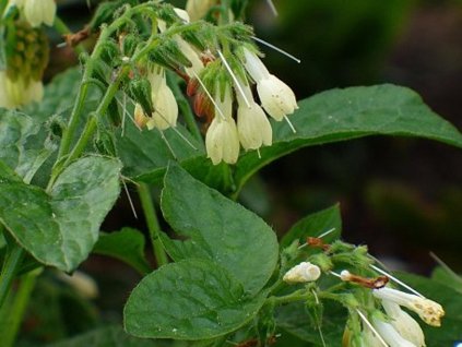 Kostihoj veľkokvetý - Symphytum grandiflorum
