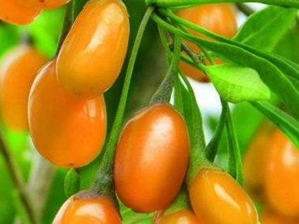 Kustovnica - Goji 'Amber Sweet Goji'