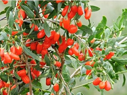 Kustovnica - Goji  'No.1'