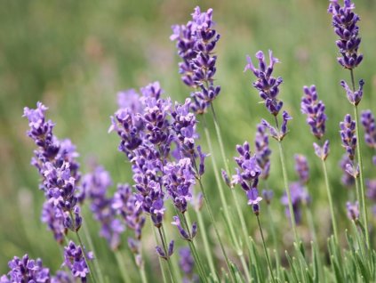 Levanduľa úzkolistá 'Dwarf Blue' - Lavandula angustifolia 'Dwarf Blue'