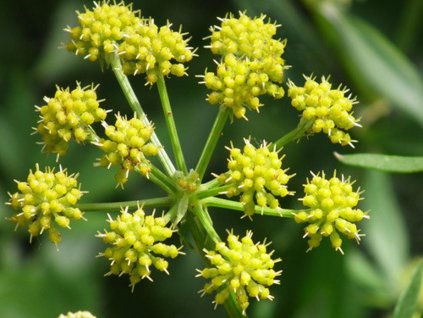 Ligurček lekársky - Levisticum officinale