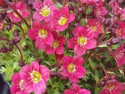 Lomikameň Arendsov 'Pixie Pan Red' - Saxifraga x arendsii 'Pixie Pan Red'