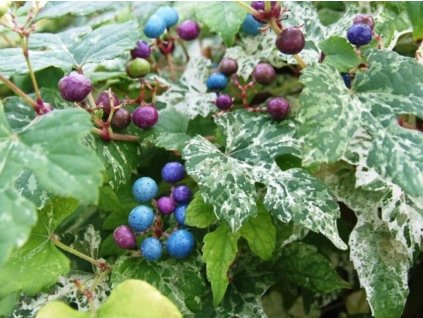 Loubinec krátkostopečný 'Elegans'