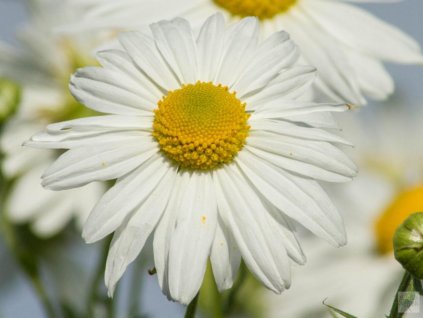 Králik neskorý - Leucanthemella serotina