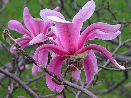 Magnólia 'Leonard Messel'