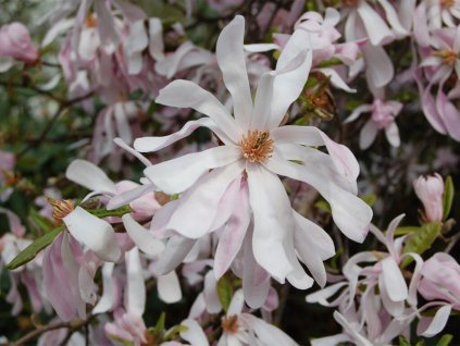 Magnólia 'Leonard Messel'  Magnolia 'Leonard Messel'
