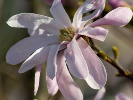 Magnólia hviezdokvetá 'Rosea'