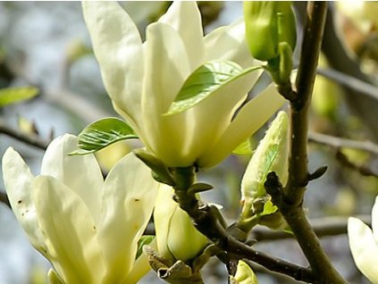 Magnólia 'Yellow Lantern'