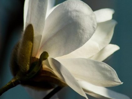 Šácholán japonská  Magnolia kobus