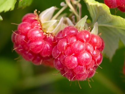 Malina 'Glen Ample'