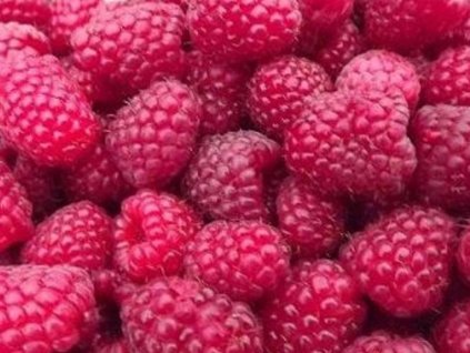 Malina 'Polana' (remontantná)