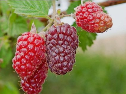 Malinočernica 'Tayberry Buckingham®'