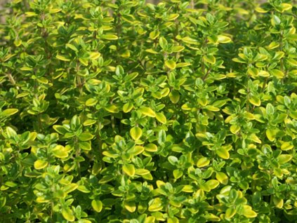 Materina dúška hlavatá 'Bertram Anderson' - Thymus comosus 'Bertram Anderson'