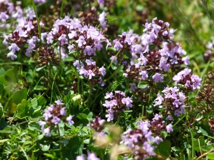 Materinadúška obyčajná  - Thymus vulgaris