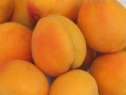 Marhuľa 'Barbora' (Balenie prostokorenný stromček, Podpník myrobalán)