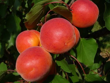 Marhuľa 'Bergarouge Aramis' (Balenie prostokorenný stromček, Podpník myrobalán)