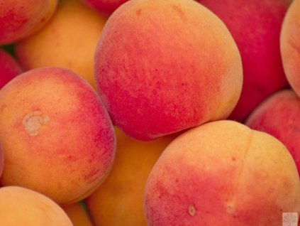 Marhuľa 'Bergeron' (Balenie prostokorenný stromček, Podpník myrobalán)