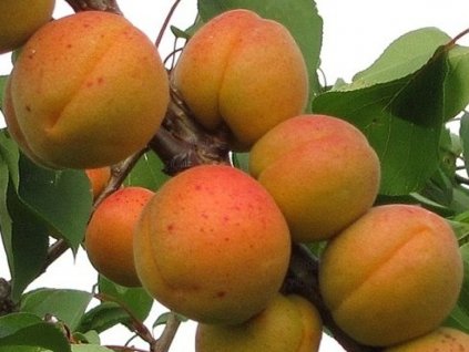 Marhuľa 'Darina' (Balenie prostokorenný stromček, Podpník myrobalán)