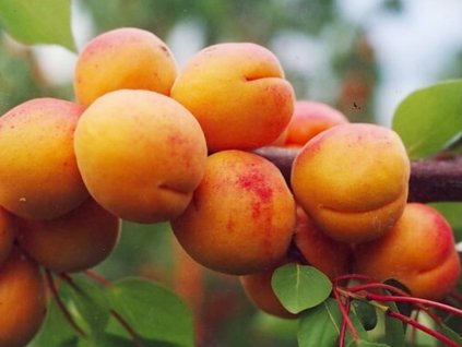 Marhuľa 'Harcot' (Balenie prostokorenný stromček, Podpník myrobalán)