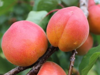 Marhuľa 'Harogem' (Balenie prostokorenný stromček, Podpník ryngle zelená)