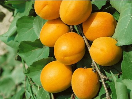 Marhuľa 'Karola' (Balenie prostokorenný stromček, Podpník ryngle zelená)