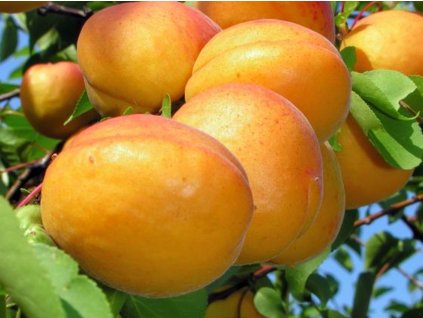 Marhuľa 'Krasun Kijowskij'