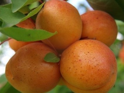 Marhuľa 'Maďarská'