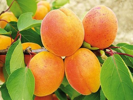 Marhuľa 'Sirena' (Balenie prostokorenný stromček, Podpník myrobalán)