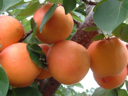 Marhuľa 'Soledano' (Balenie prostokorenný stromček, Podpník myrobalán)