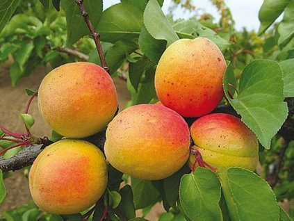 Marhuľa 'Veľkopavlovická' (Balenie kontajner C7,5, Podpník semenáč)