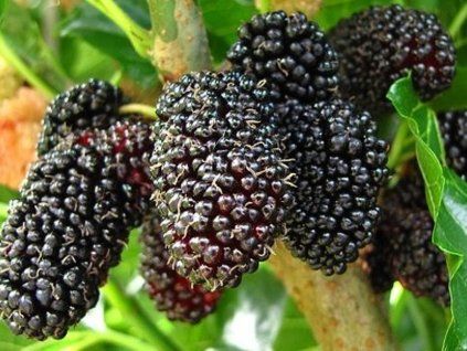 morus nigra