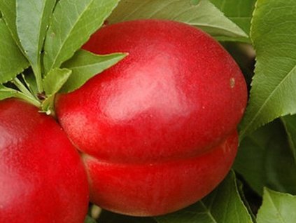 Trpasličia nektarinka 'Rubis Necta Zee'