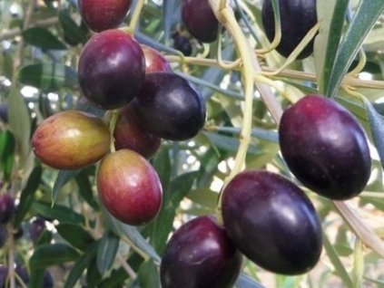 Olivovník evropský 'Megaron'