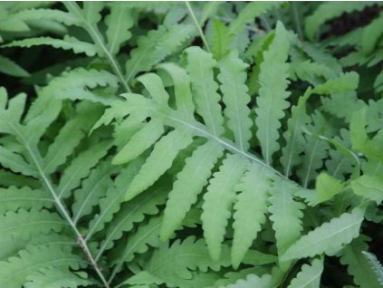 Onoklea citlivá - Onoclea sensibilis