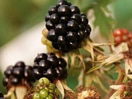 Černica 'Oregon Thornless'