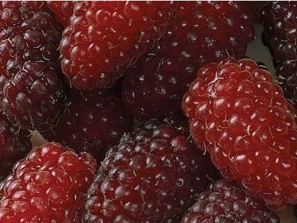 Černicomalina 'LoganBerry'
