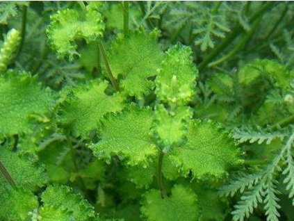 Hrdobarka páchnúca 'Crispa' - Teucrium scorodinia 'Crispa'