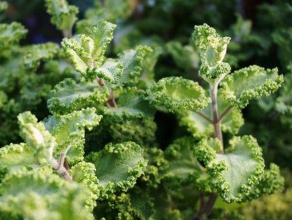 Hrdobarka páchnúca 'Crispa' - Teucrium scorodinia 'Crispa'
