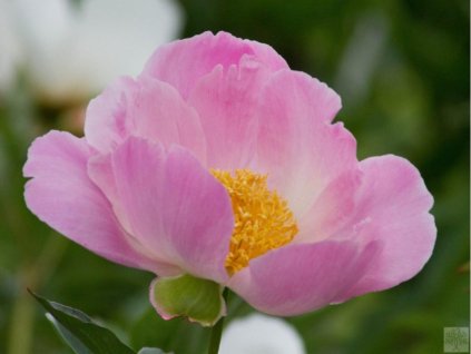 Pivonka čínska 'Nymphe' - Paeonia lactiflora 'Nymphe'
