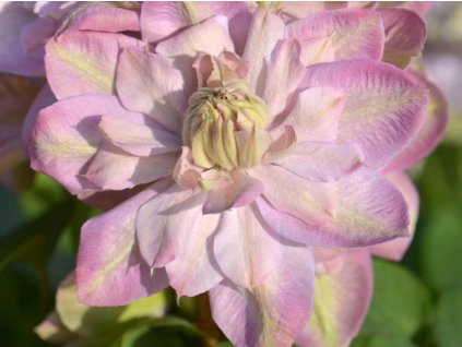 Plamienok 'Innocent Blush'