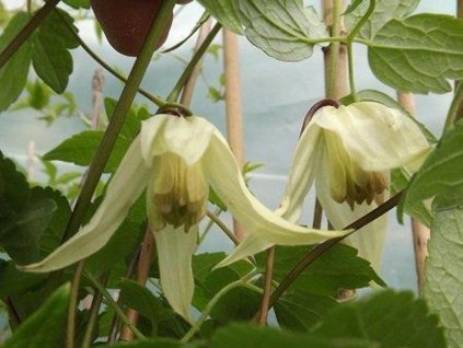 Plamienok 'Lemon Beauty'