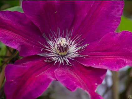 Plamienok 'Westerplatte'