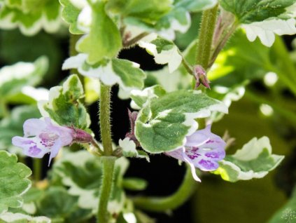 Zádušník brečtanovitý 'Variegata' - Glechoma hederacea 'Variegata'