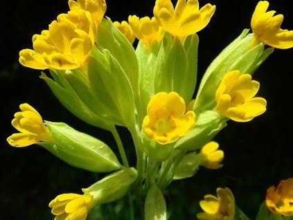 Prvosienka jarná - Primula veris