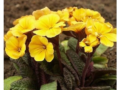 Prvosienka jarná 'Goldnugget Yellow' - Primula veris 'Goldnugget Yellow'
